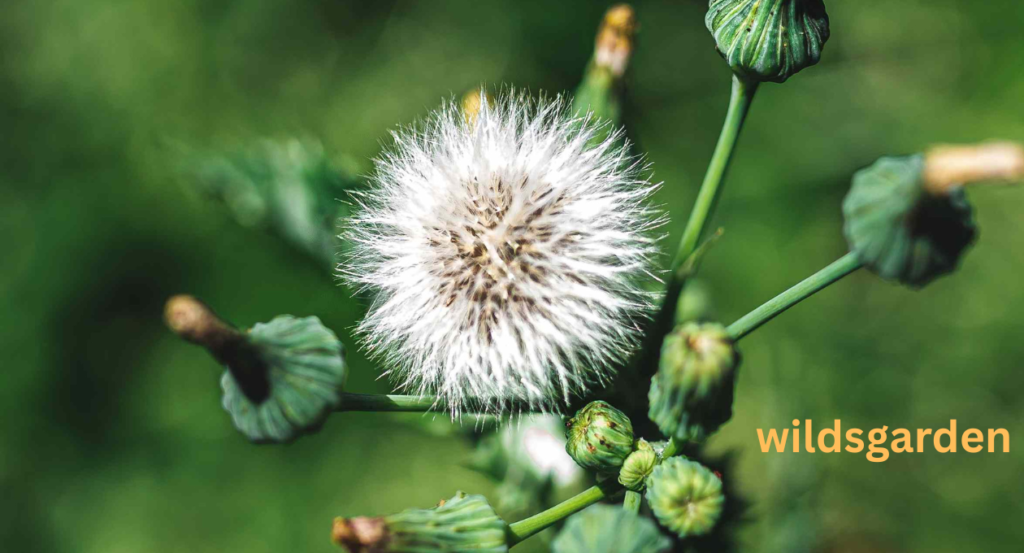 large tall weeds with thick stalks

