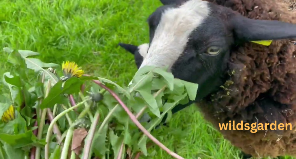 Can Sheep Eat Lettuce