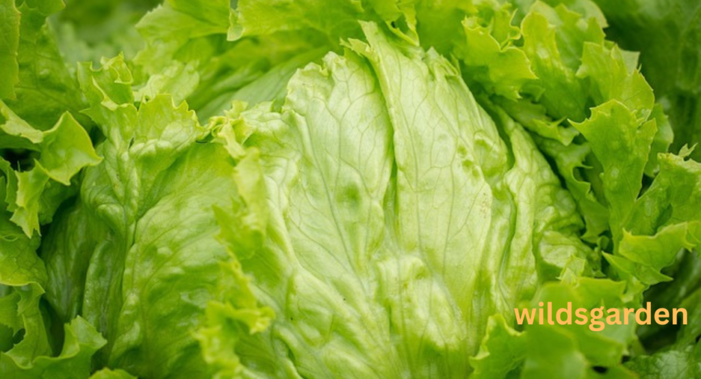 turnip companion plants