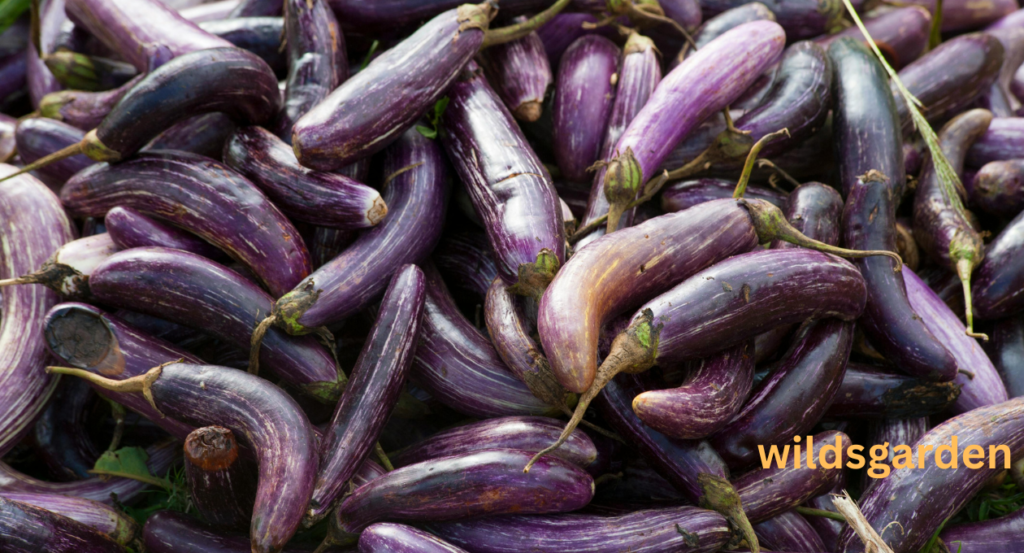 eggplant shortage