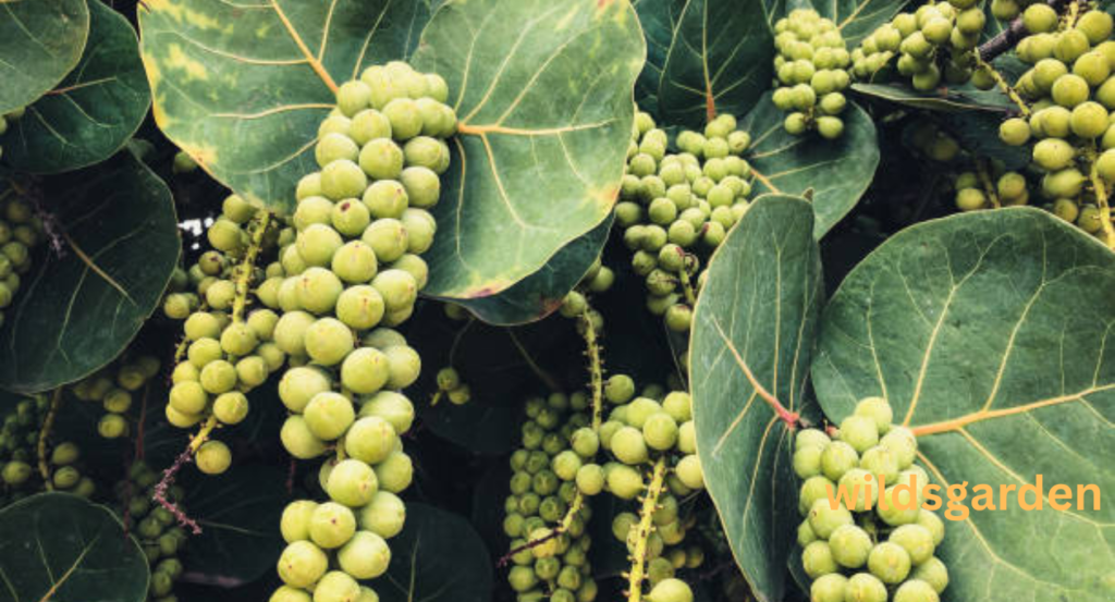 Fruits that Look Like Grapes