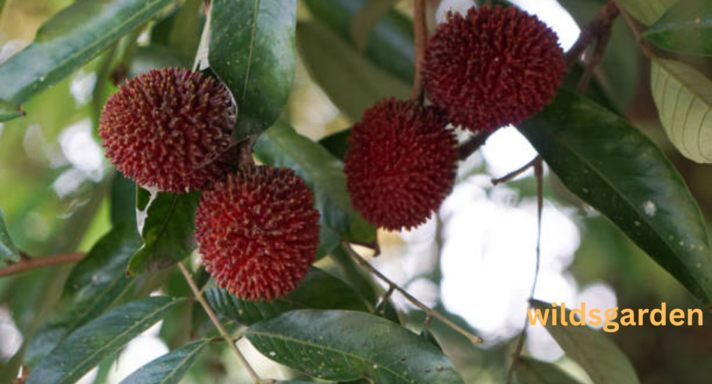 fruits that look like lychee 