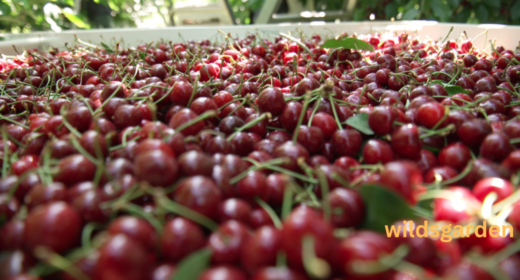cherry harvest labor shortage