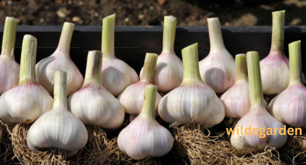 garlic shortage