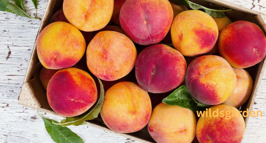 peach shortage