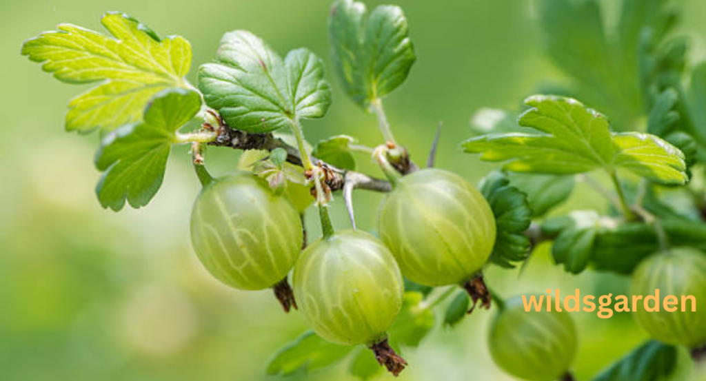 Fruits that Look Like Grapes