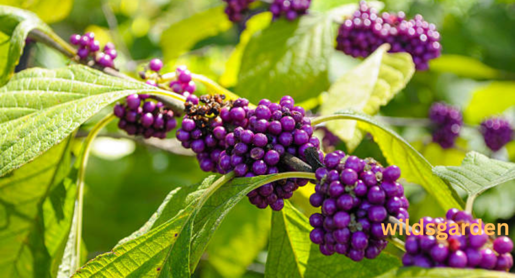 Pokeweed Look Alikes 