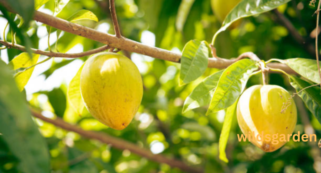 fruits that look like mango
