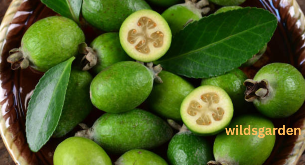 fruits that look like guava