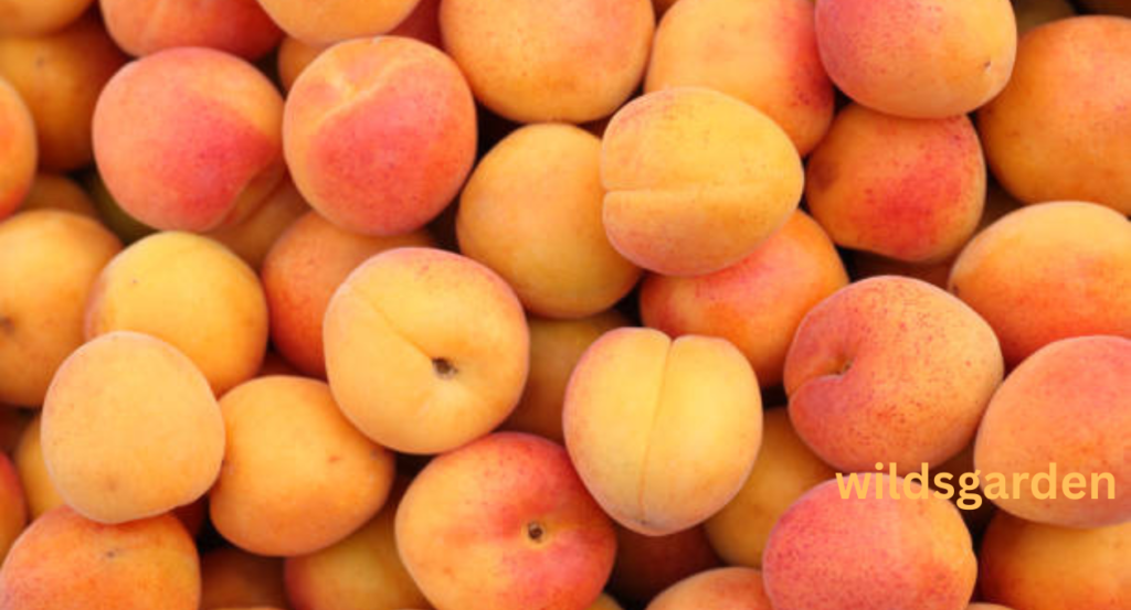fruits that look like peaches