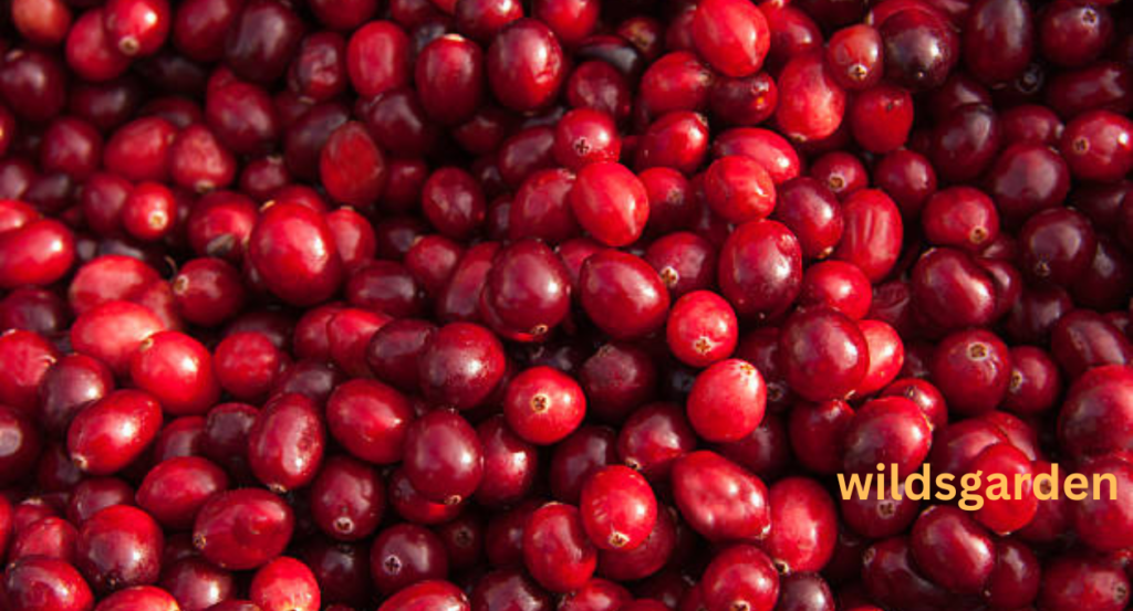 cranberry shortage