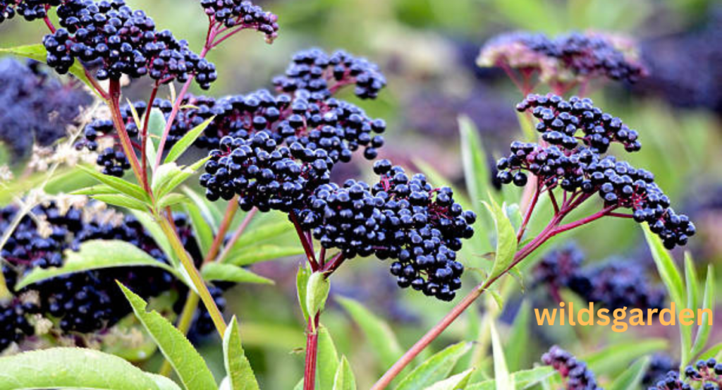 Pokeweed Look Alikes 