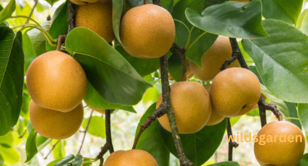 fruit that looks like a pear