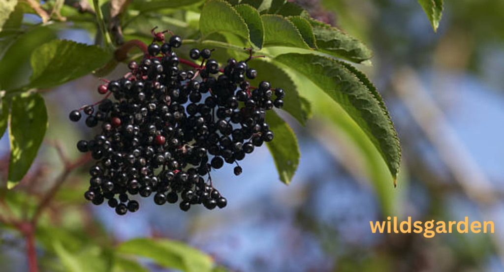 Fruits that Look Like Grapes