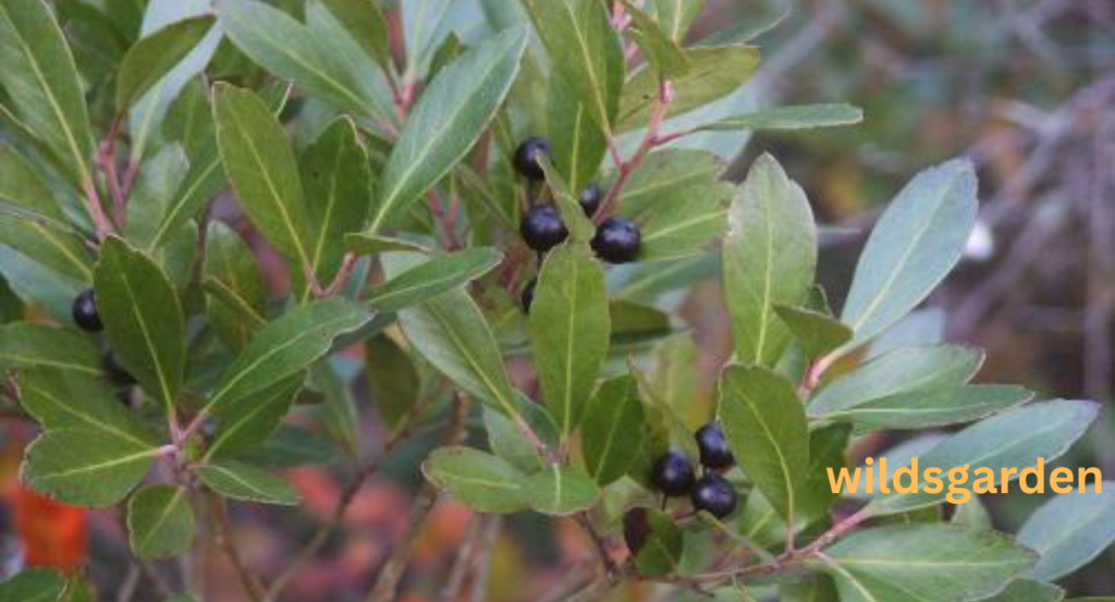 Pokeweed Look Alikes 