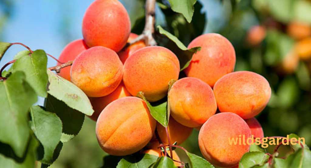 fruits that look like peaches