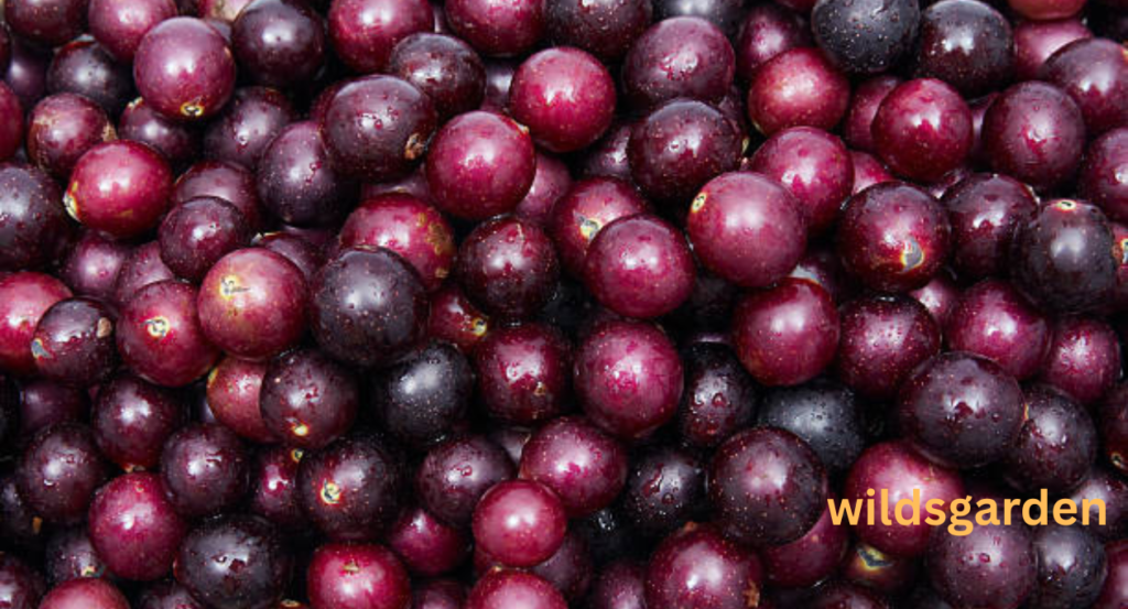 Fruits that Look Like Grapes