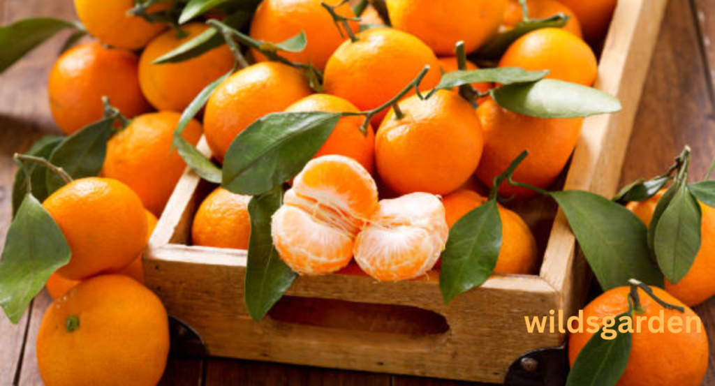 fruit that looks like orange