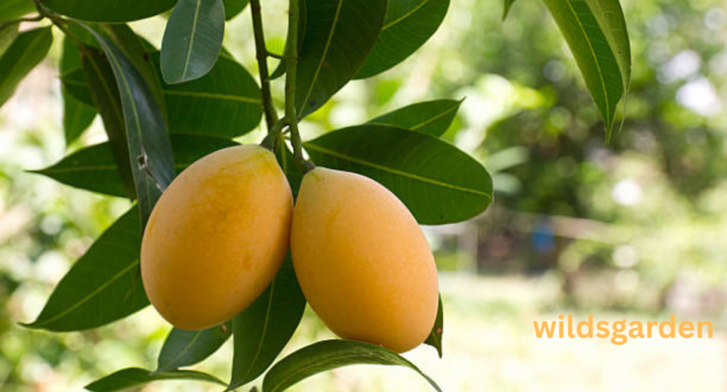 fruits that look like mango