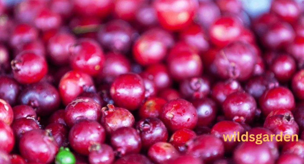 fruits that look like guava