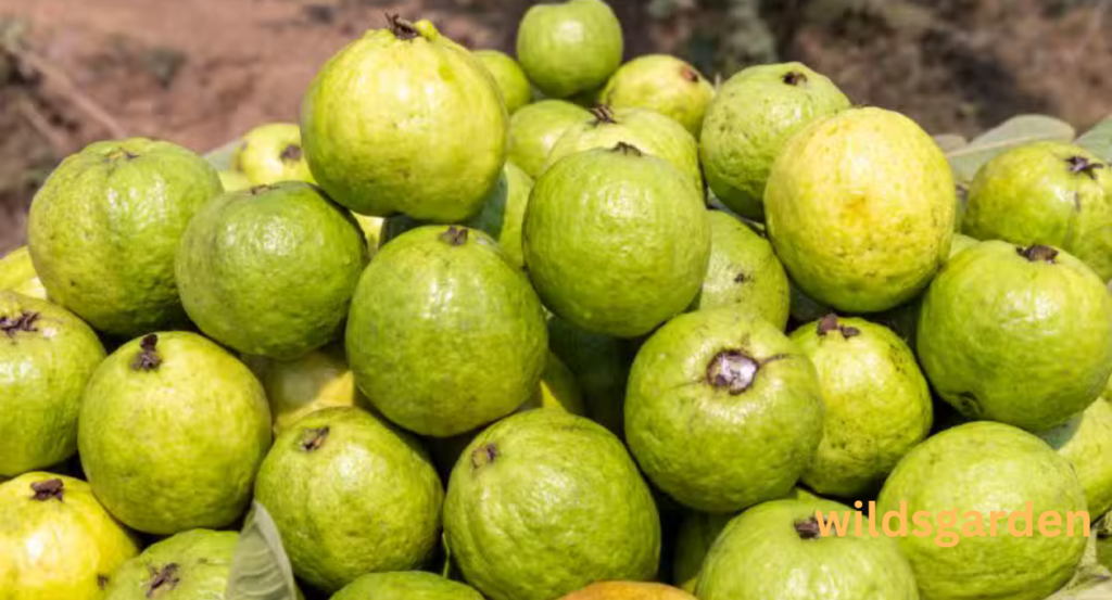 fruits that look like guava