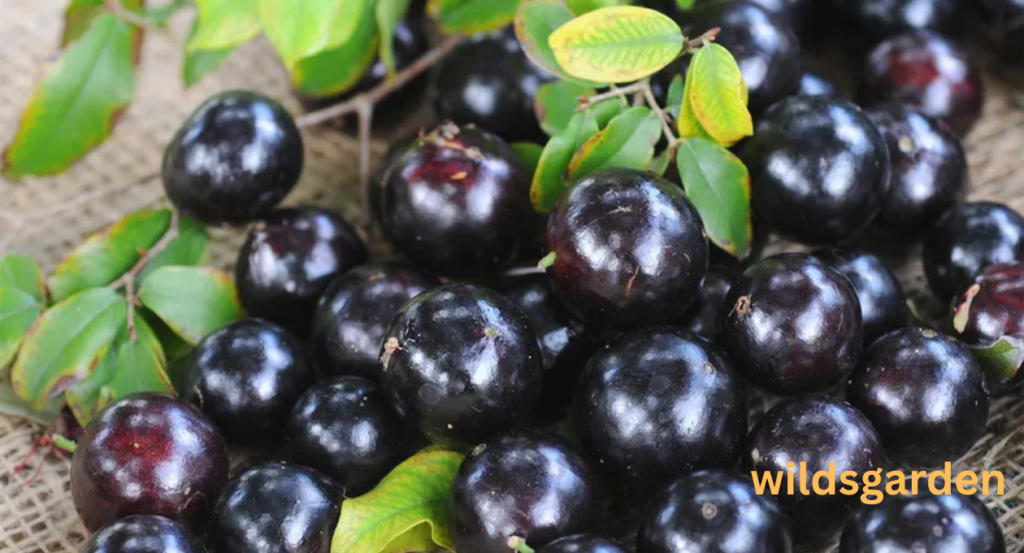 Fruits that Look Like Grapes