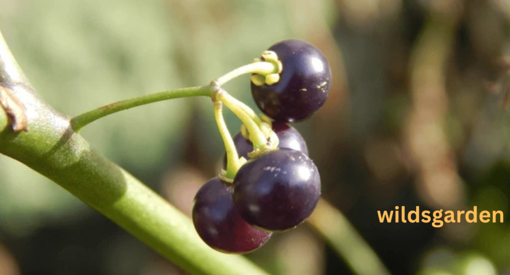 Pokeweed Look Alikes 