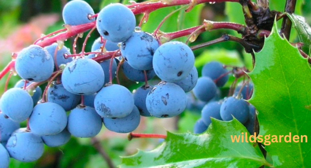 Fruits that Look Like Grapes