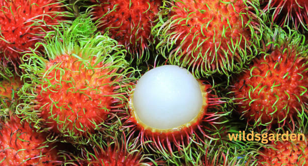 fruits that look like lychee 