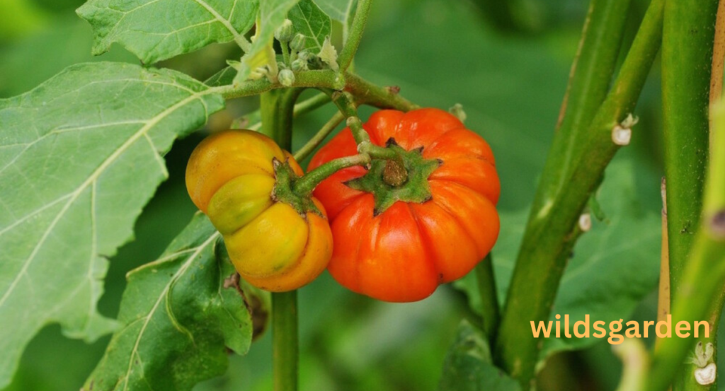 Fruits that look Like A Tomato