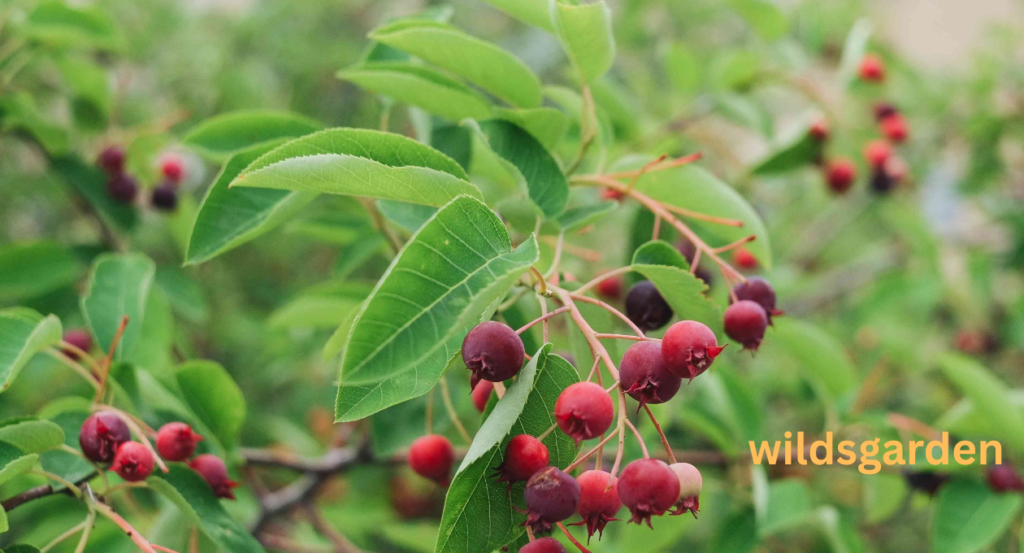 Fruits that Look Like Grapes