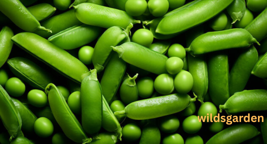 turnip companion plants