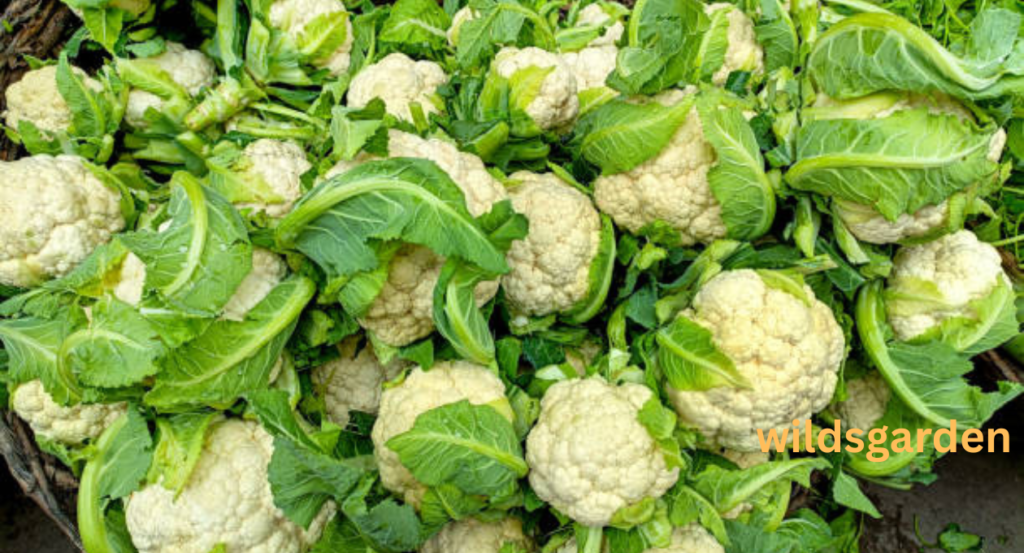 cauliflower shortage