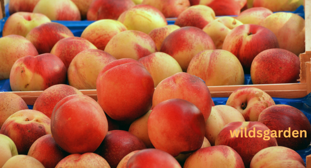 when are peaches in season in california