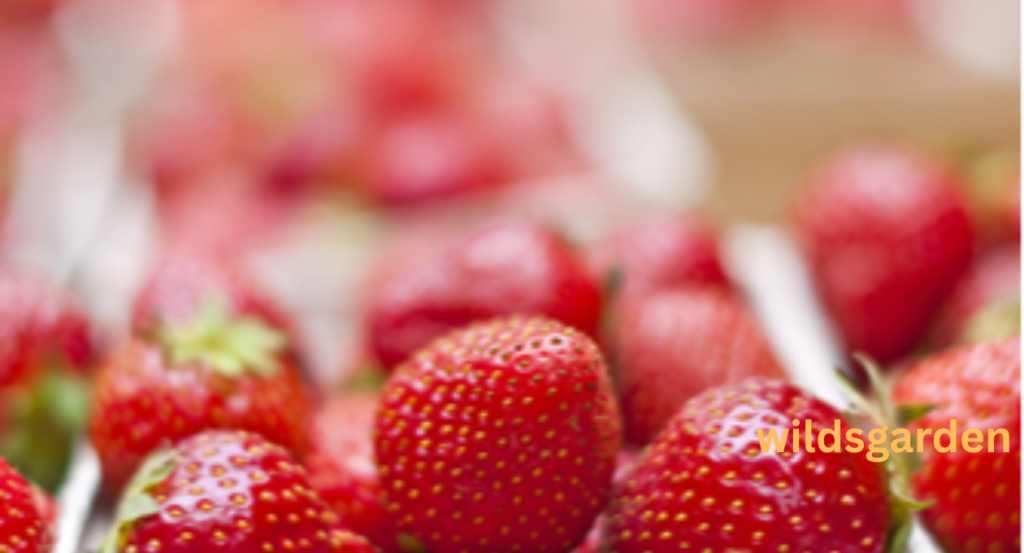 Can Sheep Eat Strawberries