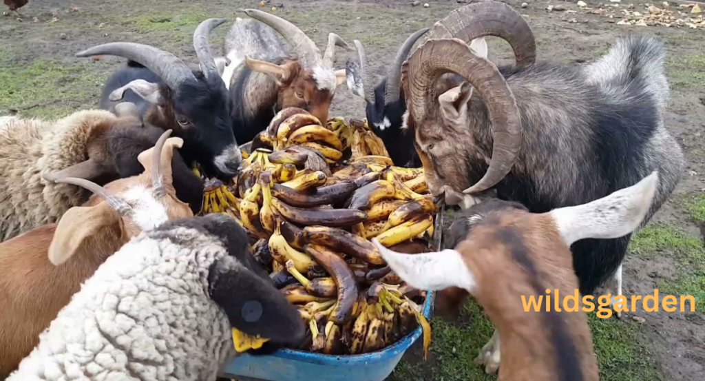 Can Sheep Eat Bananas