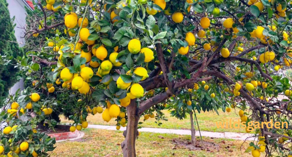 meyer lemon tree care