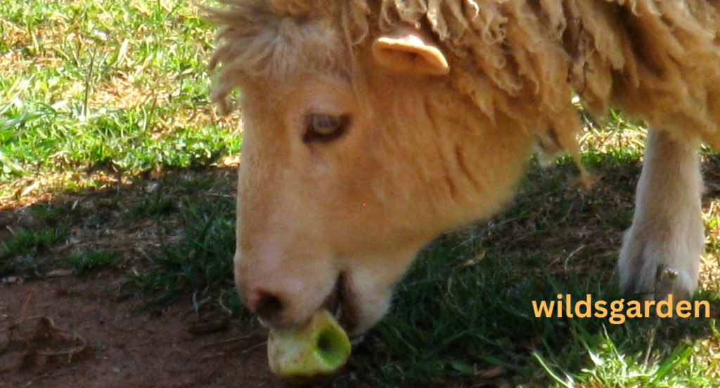 can sheep eat apples