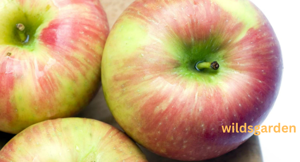 are honeycrisp apples gmo