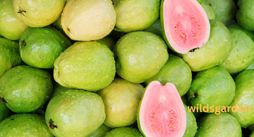 guava fruit