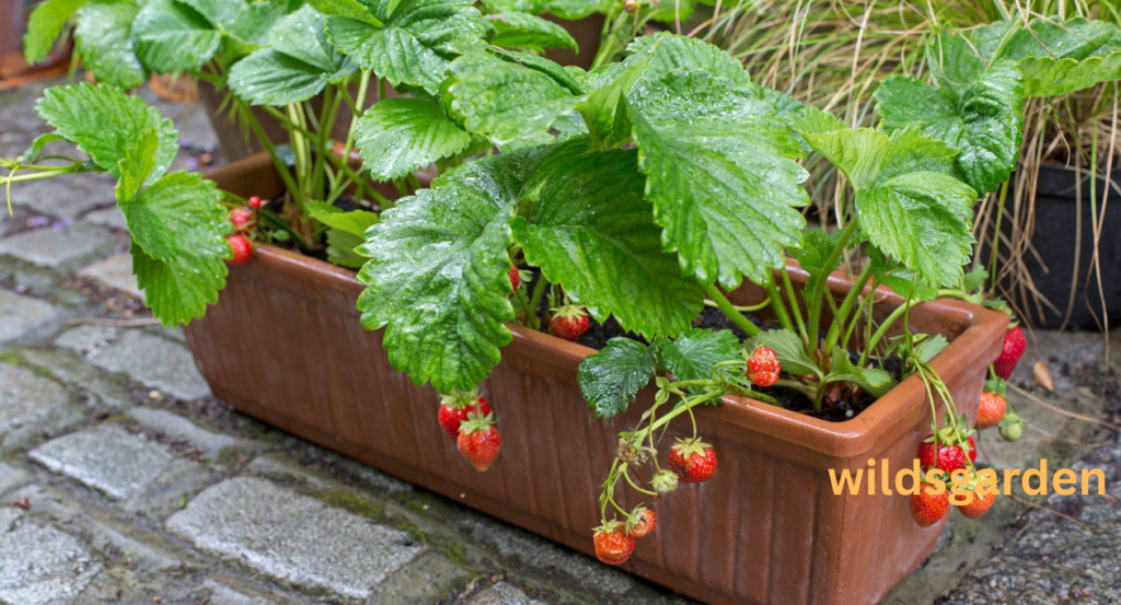 growing strawberries in containers