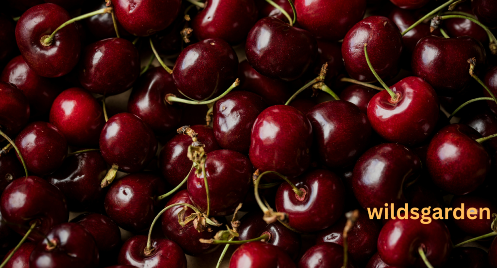 are cherries good for diabetics