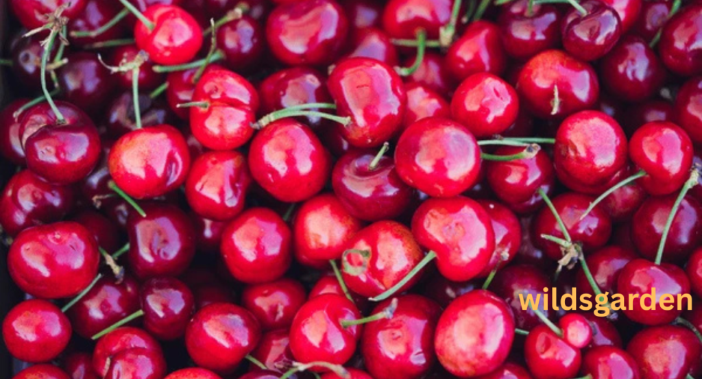 california cherries
