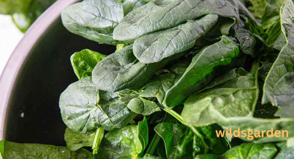 turnip companion plants