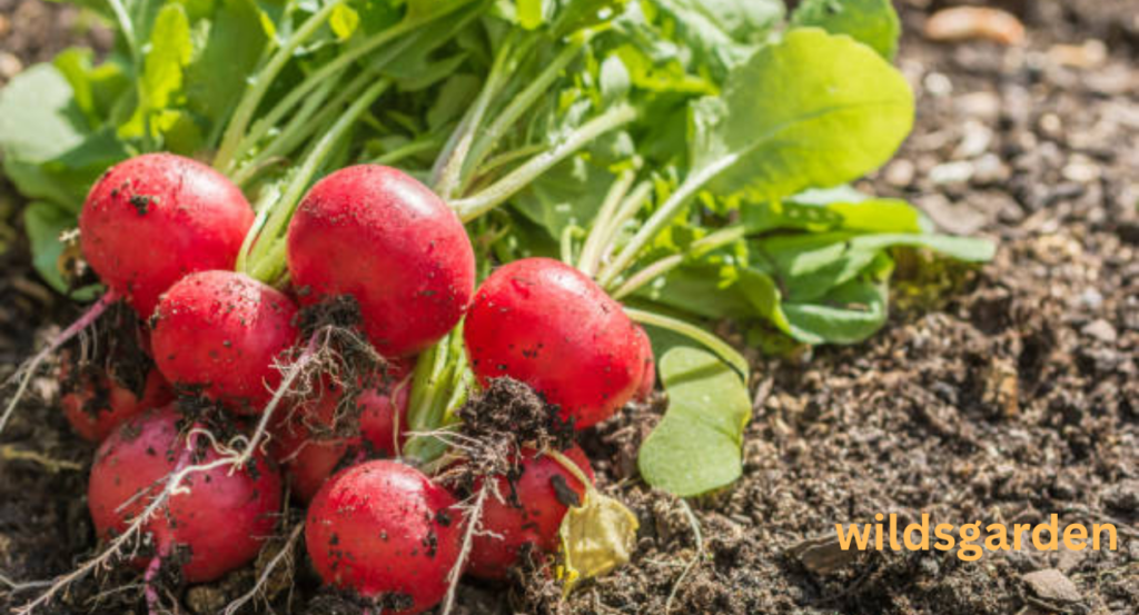 turnip companion plants