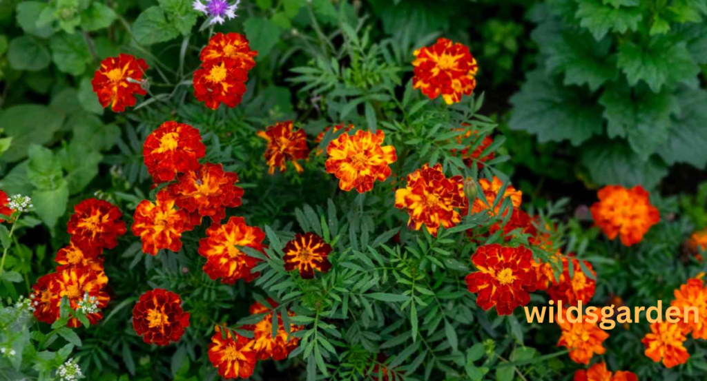 turnip companion plants