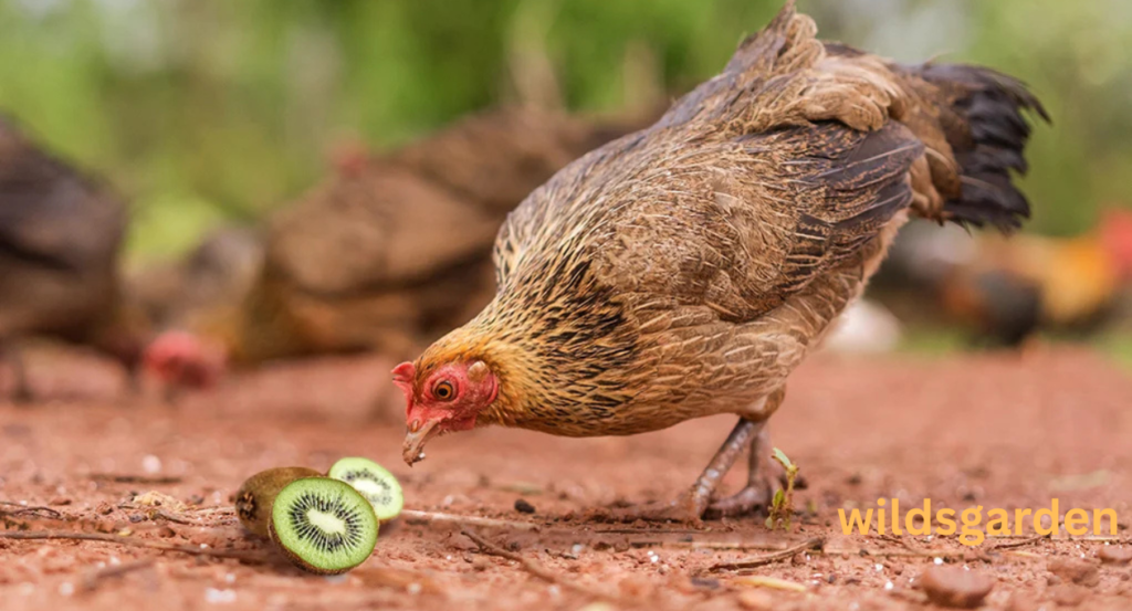can chickens eat kiwi
