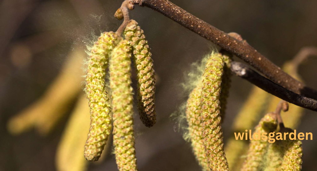 When Will Pollen Season End