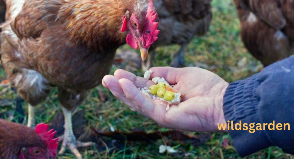 Can Chickens Eat Grapes