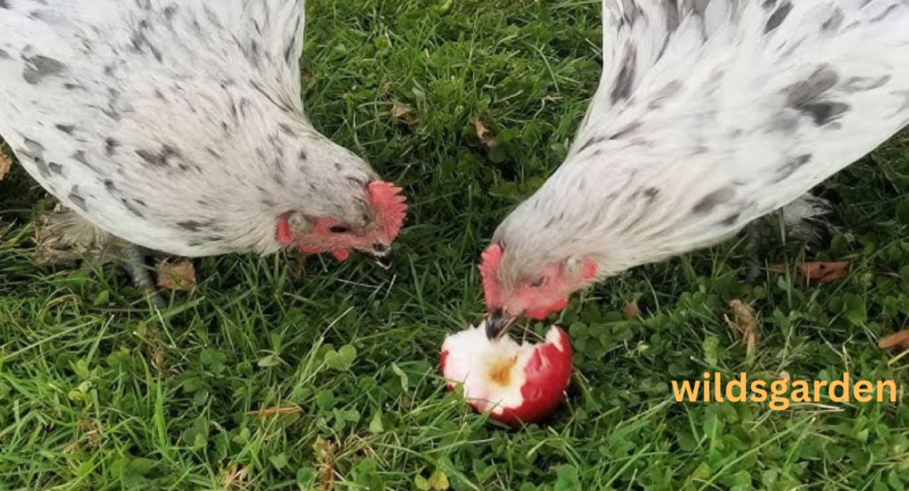 Can Chickens Eat Apples
